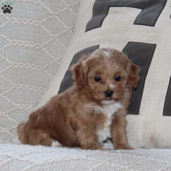 Sprinkle, Maltipoo Puppy